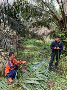 Efisiensi Pemupukan Sawit